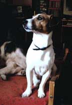 Photo ayant servi de pose pour dessiner le portrait du chien jack russell.